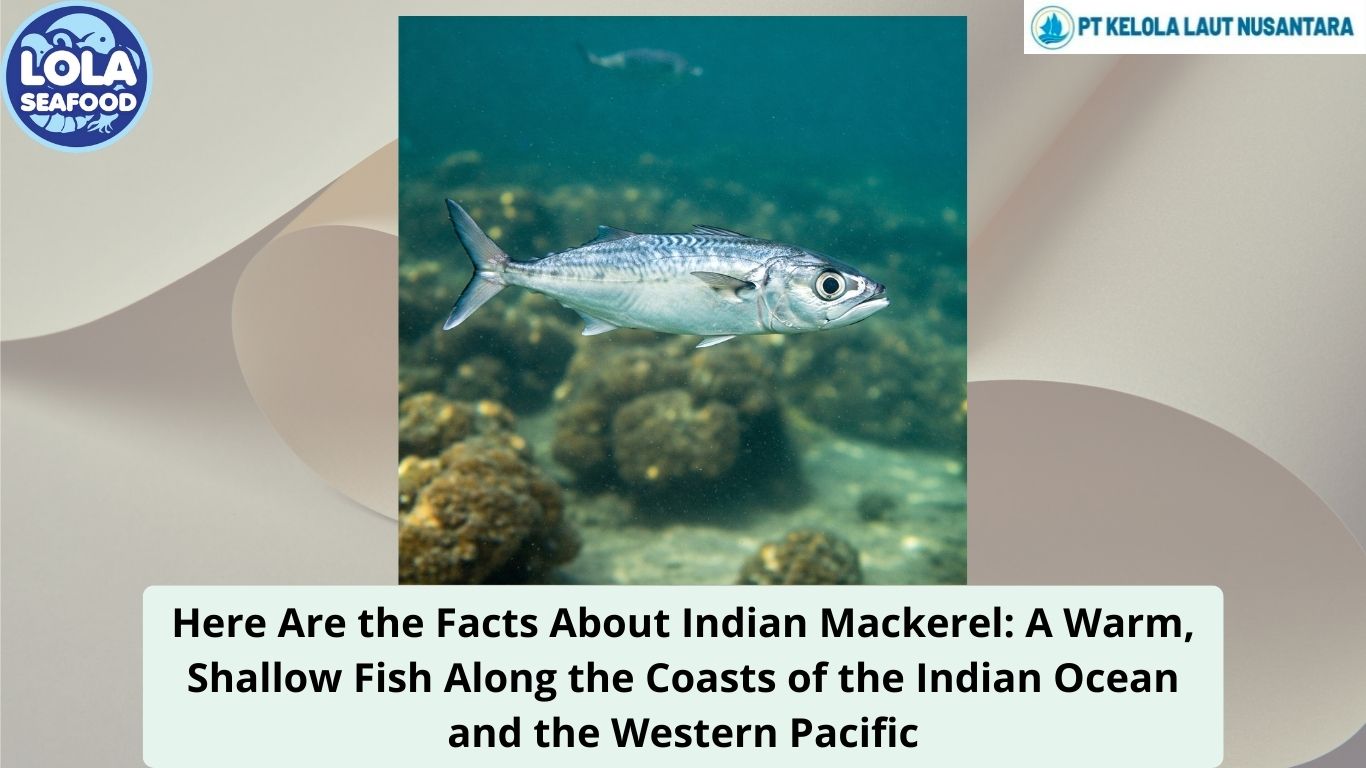 Here Are the Facts About Indian Mackerel: A Warm, Shallow Fish Along the Coasts of the Indian Ocean and the Western Pacific